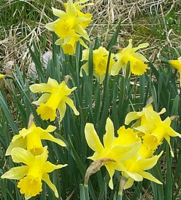 Daffodils